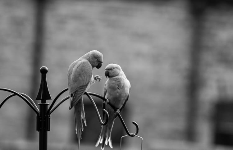 Loss of Intimacy in a Relationship: When Closeness  Disappears